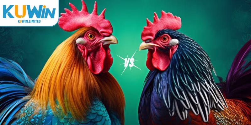 Vì sao đá gà C3 lại được ưa chuộng trong suốt thời gian qua?