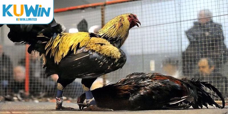 Đá gà cựa sắt C3 luôn nhận sự quan tâm hàng đầu của kê thủ